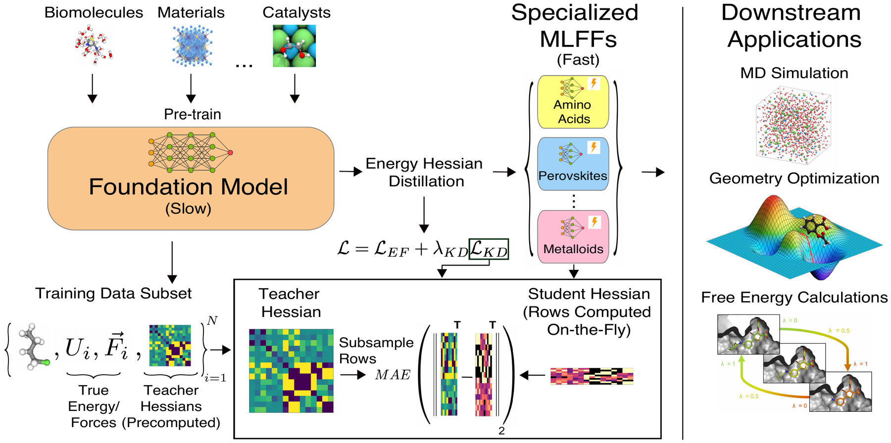 Distilling a large foundation model into fast, specialized machine-learned force fields via energy-Hessian distillation, for downstream molecular dynamics, geometry optimization, and free-energy calculations.
